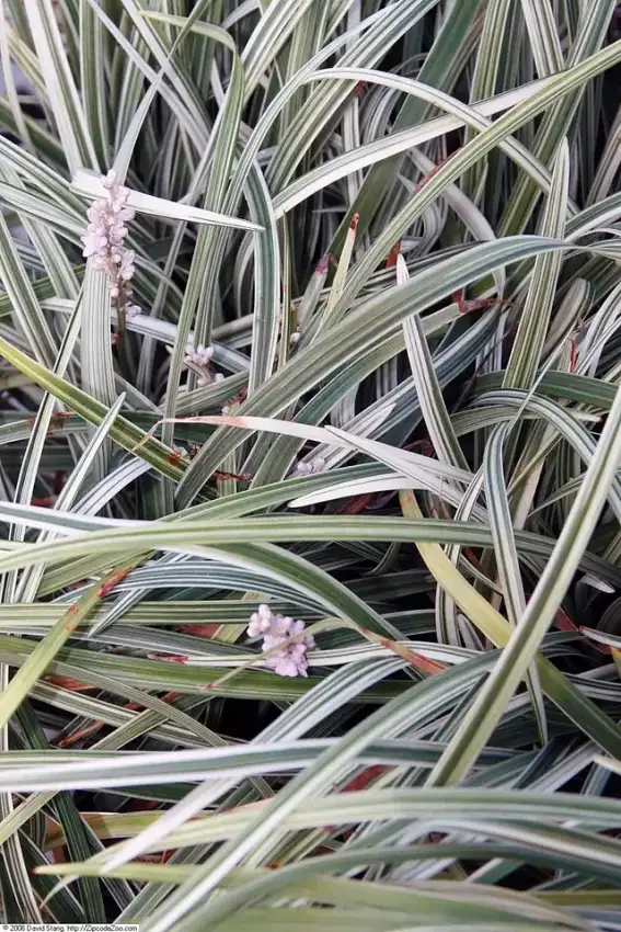 Silver Dragon lilyturf variegated leaves and flower