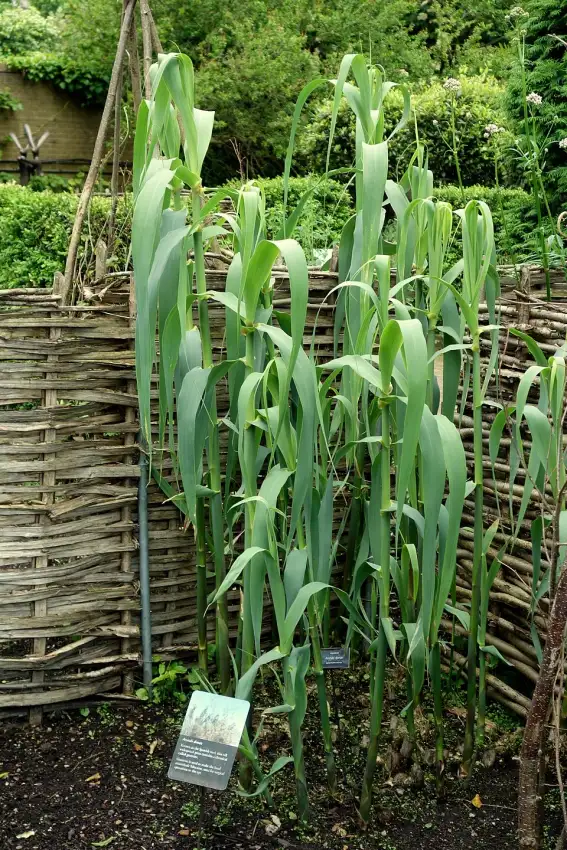 Arundo donax giant reed with tall canes and broad blue-green leaves