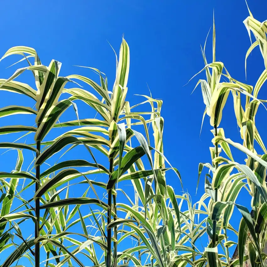 Variegated giant reed showing its striped leaves against a clear sky.