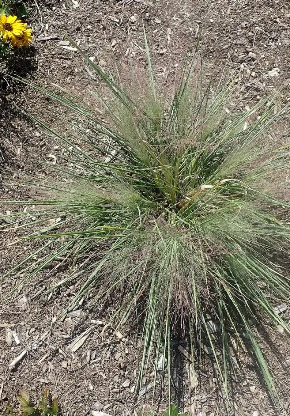 Standing Ovation little bluestem clump and fine flower heads