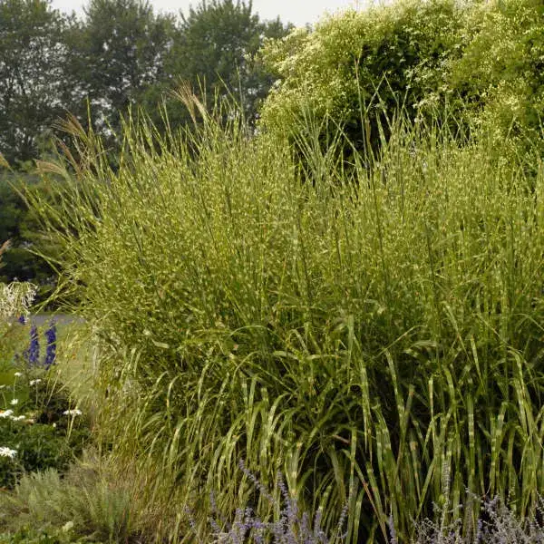Porcupine grass foliage and garden habit