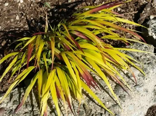 SunFlare Japanese forest grass with golden leaves and crimson tips