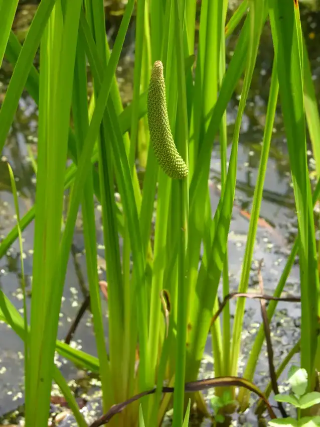 Sweet flag foliage and form