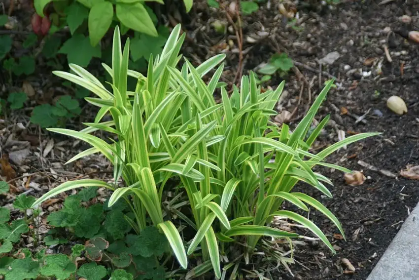 Variegated lilyturf clump with green leaves edged creamy white