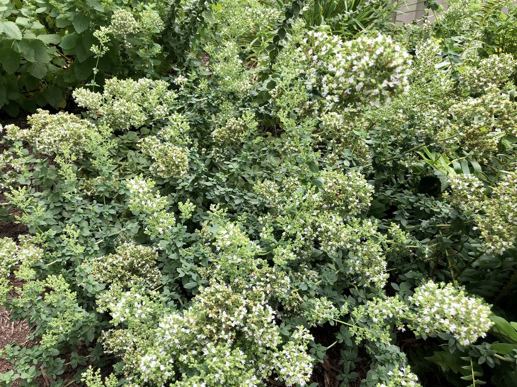 A flowering Greek oregano plant with small oval leaves and white flower clusters.
