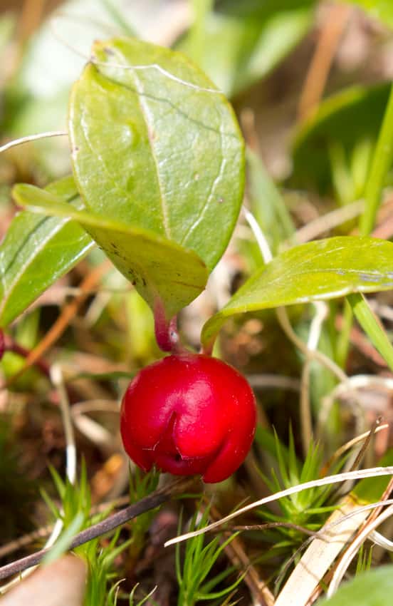 Red wintergreen fruit beneath glossy green leaves.