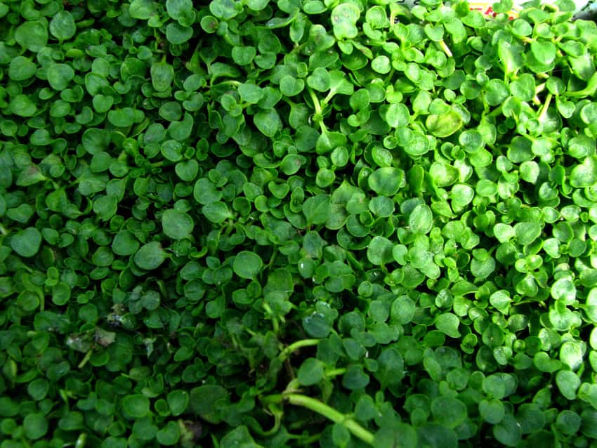 Tiny rounded green Corsican mint leaves covering the ground.