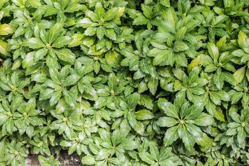 Dense glossy foliage of Green Carpet Japanese pachysandra.