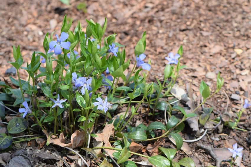 Pale blue flowers and glossy leaves of La Grave lesser periwinkle.