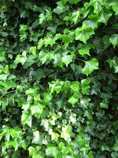 Unvariegated, lobed green English ivy leaves on trailing stems.