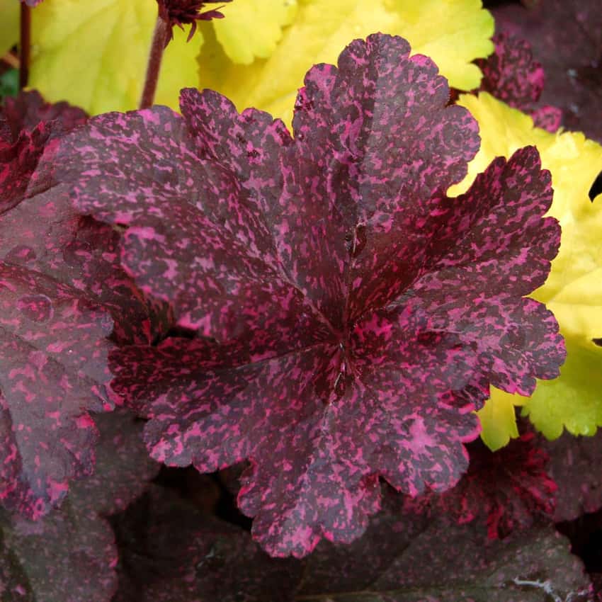 Dark Midnight Rose coral bells leaves covered in pink speckles.