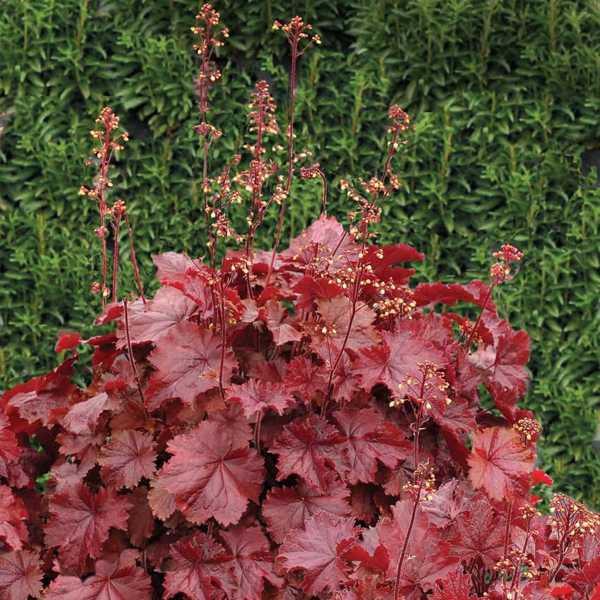 Red leaves and delicate flower stems of Northern Exposure Red coral bells.