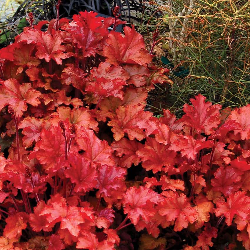 Orange-red leaves of Peach Flambé coral bells.