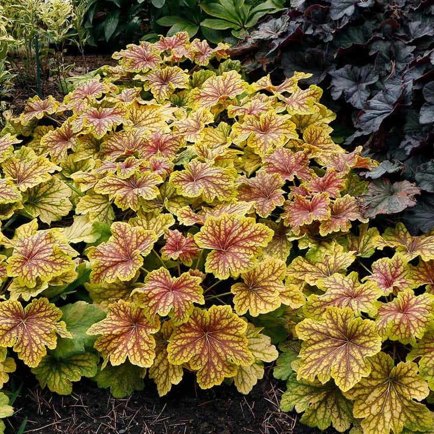 Gold foliage marked with dark red veins on Red Lightning coral bells.