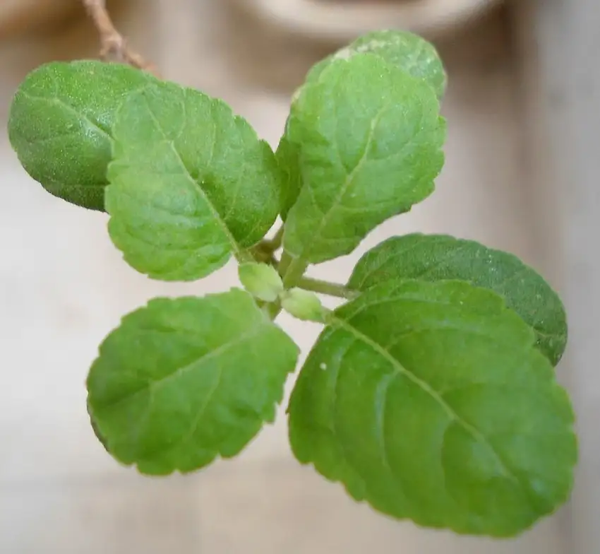 Holy basil showing its aromatic foliage.