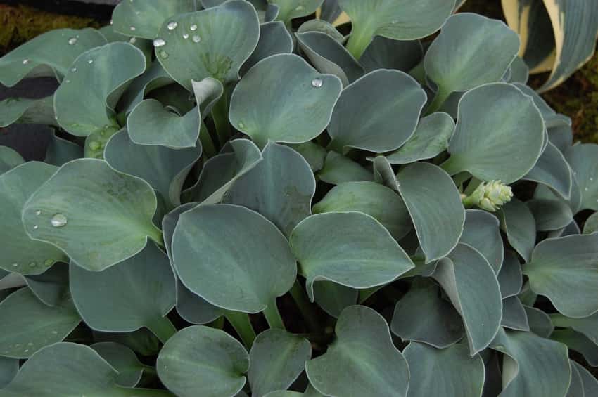 Blue Mouse Ears miniature hosta shown as an example of the miniature size class.