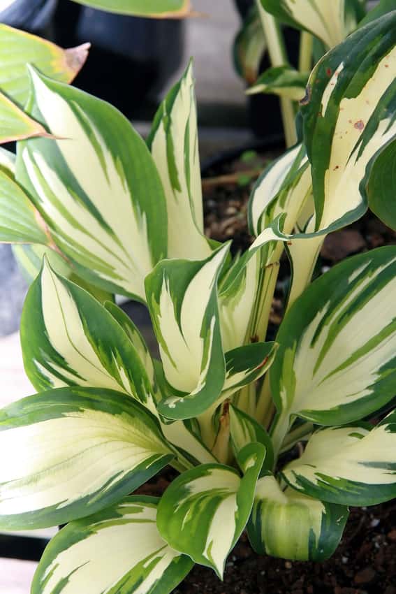 Twisting leaves of Hosta Fire and Ice with creamy white centers and green margins.
