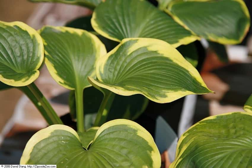 Hosta Frances Williams leaves with green centers and broad yellow margins.