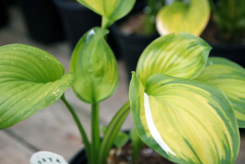 Broad golden-green Guacamole hosta leaves edged in darker green.
