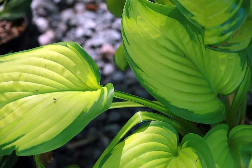 Hosta Stained Glass foliage with luminous gold-green centers and dark green leaf edges.