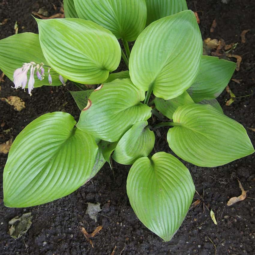 Broad ribbed chartreuse leaves of Hosta Sum and Substance with pale lavender flowers.