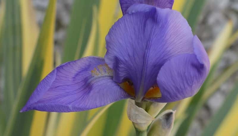 Lavender-blue Dalmatian iris flower with yellow-and-green striped leaves behind it.
