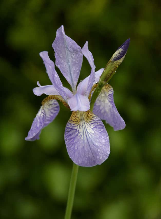 A blue-violet Siberian iris flower with veined lower petals and a nearby bud.