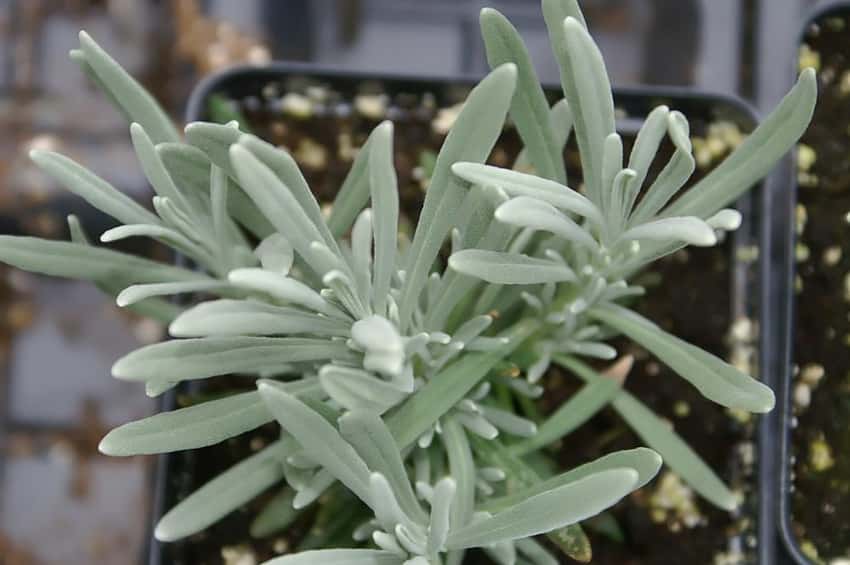 Clean close-up of silver-green Grosso lavender foliage.