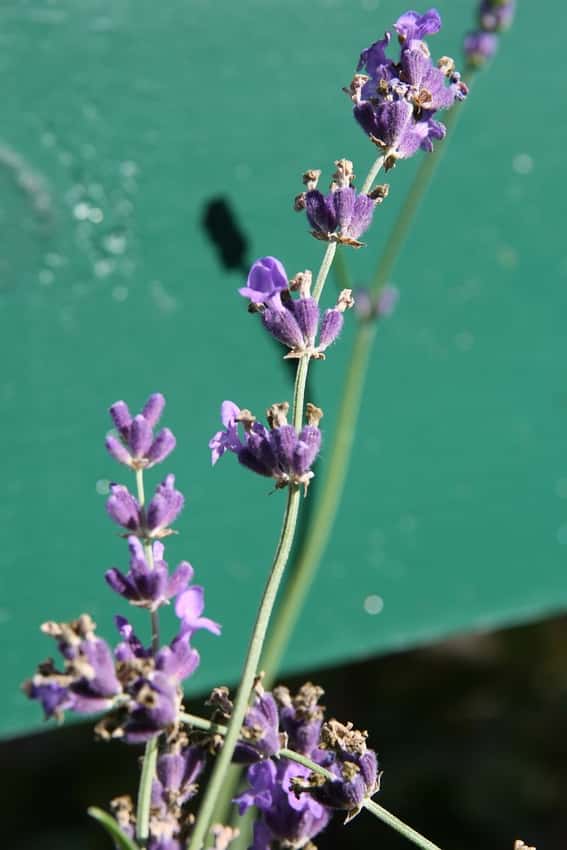 Purple flowers on a Munstead lavender stalk.