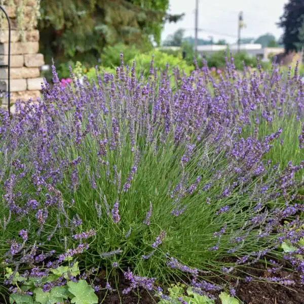 Phenomenal® lavender ‘Niko’ showing a living plant in full flower. Photo courtesy of Walters Gardens.