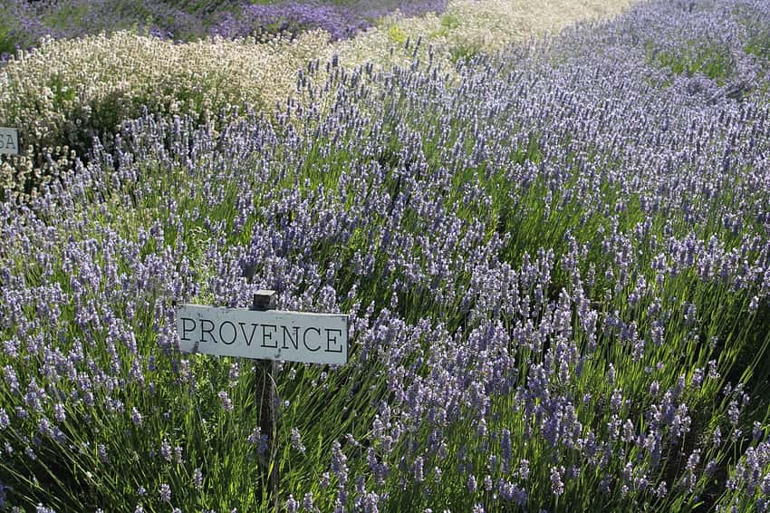 Flowering Provence lavender plants in a nursery display.