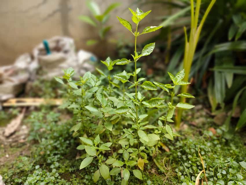 A young lemon basil plant with fresh green leaves and branching stems.