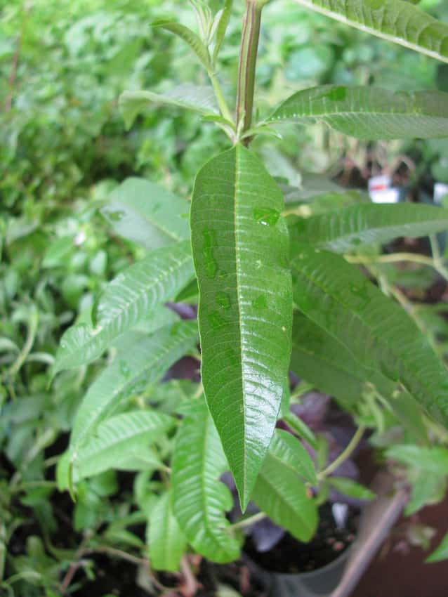 An attached lemon verbena leaf showing its long pointed shape and central vein.