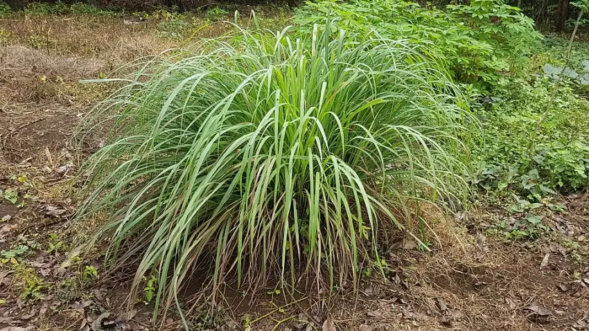 Lemongrass showing its full leafy clump.