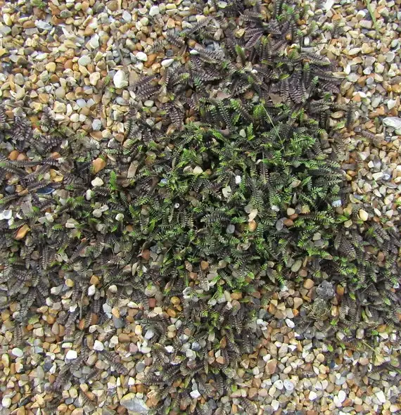 Platt’s Black brass buttons showing its finely divided dark foliage.