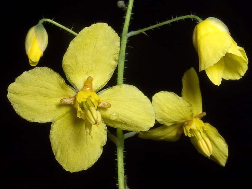 Close-up of delicate yellow Epimedium Frohnleiten flowers and buds against a dark background.