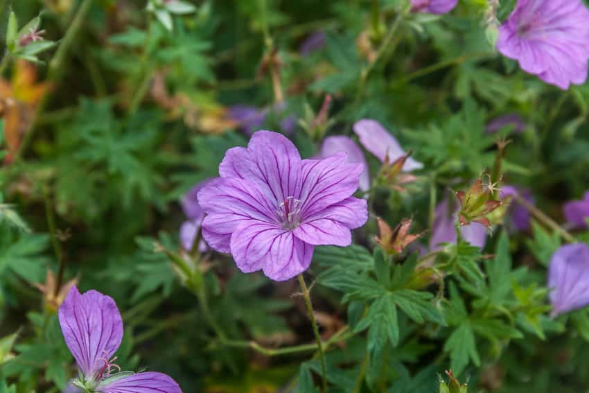 Pink Geranium Blushing Turtle flowers with dark veins above green foliage.