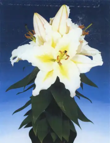 Sunny Azores Oriental lily with large white flowers and yellow centers above glossy green leaves