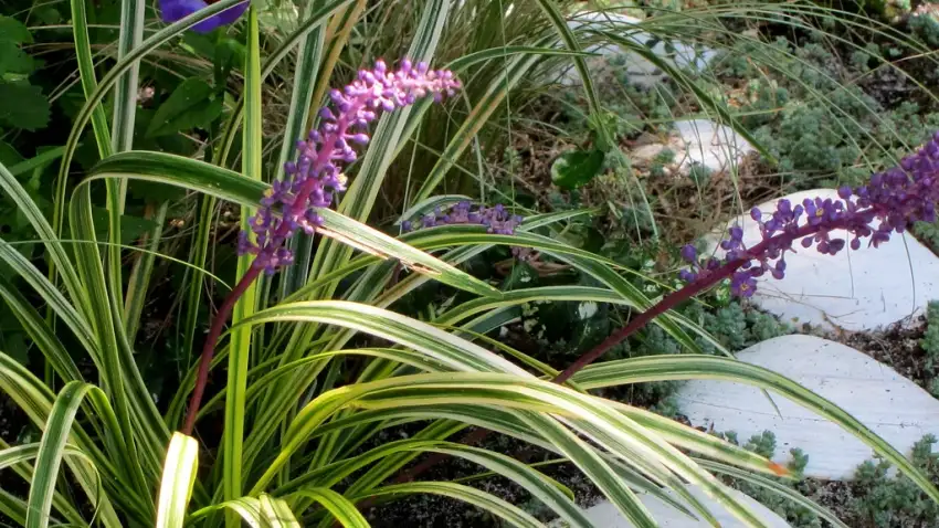 Silvery Sunproof lilyturf showing striped foliage and purple flower spikes.