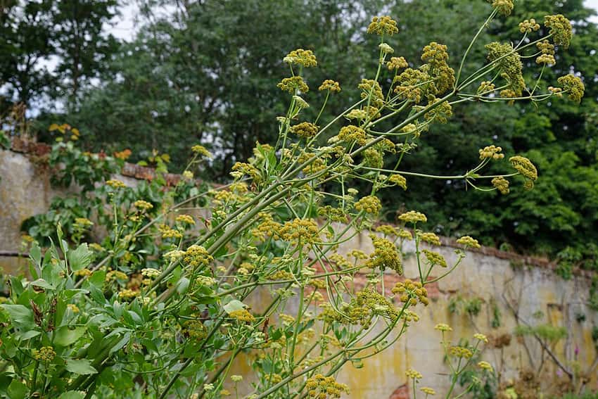 A mature lovage plant with divided leaves and yellow flower umbels.