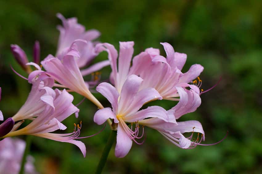 Pale pink surprise lily flowers with long stamens and recurved petals.