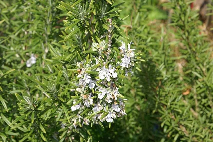 Madalene Hill rosemary branches with pale flowers.