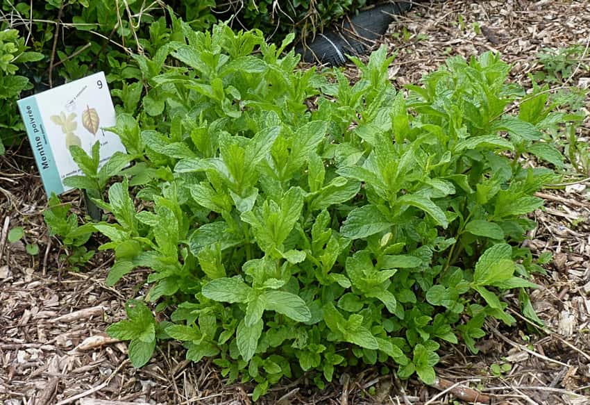 A leafy peppermint clump growing in a mulched garden bed.
