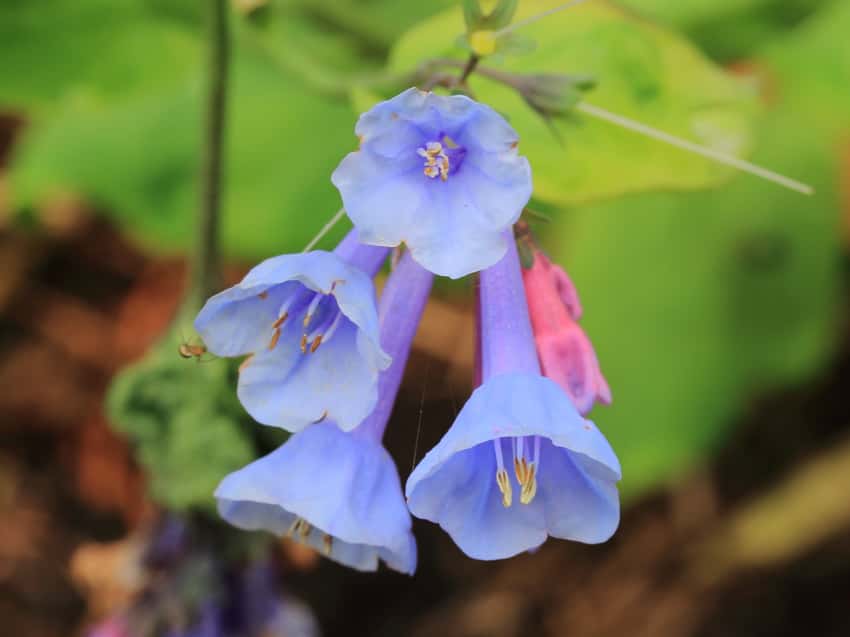 Hanging blue Virginia bluebell flowers with pink buds and green leaves.