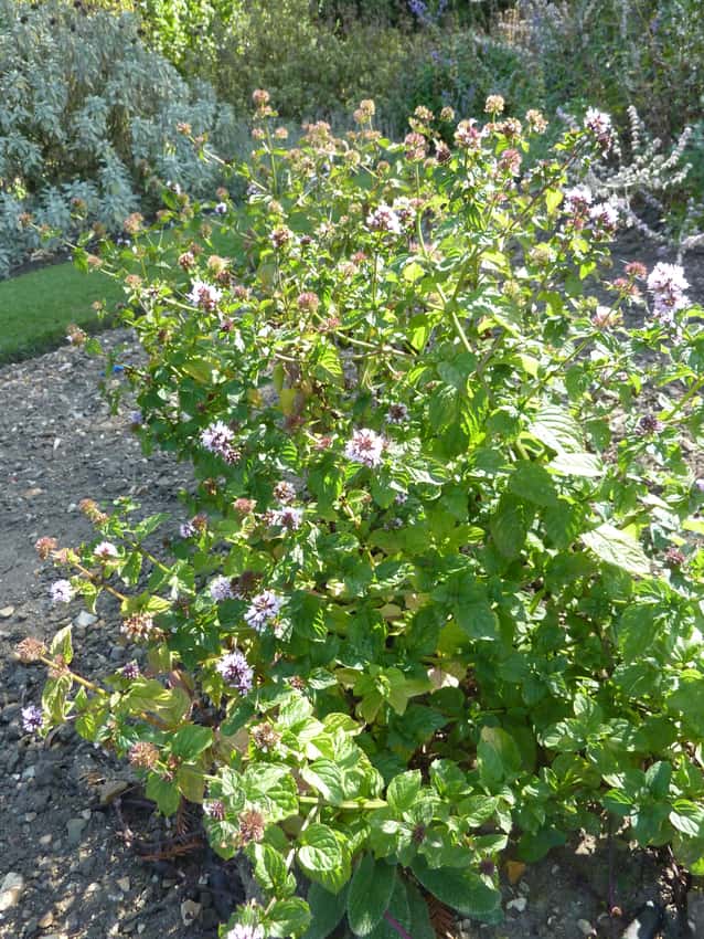 Citrus-scented mint with green leaves and pale lavender flower clusters.