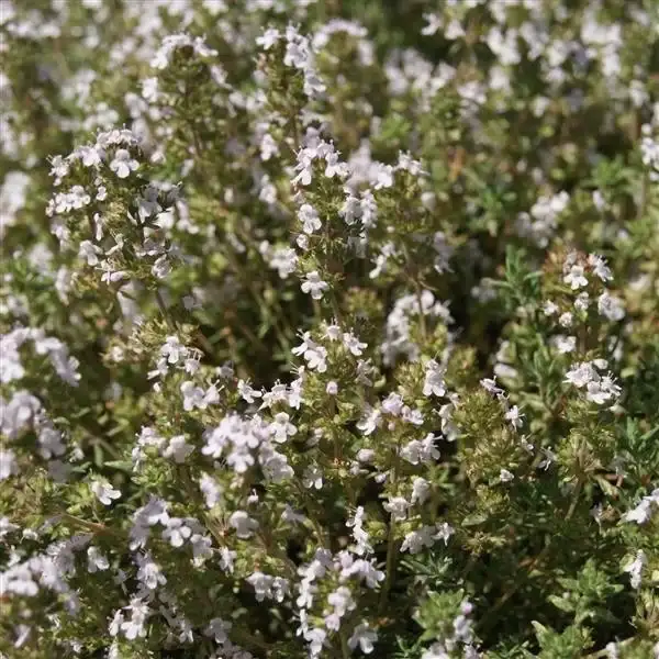 Orangelo thyme ('Orangelo')
