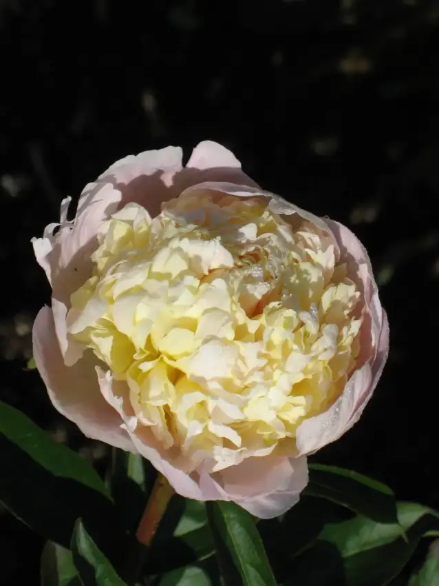 Laura Dessert peony, Paeonia lactiflora 'Laura Dessert'