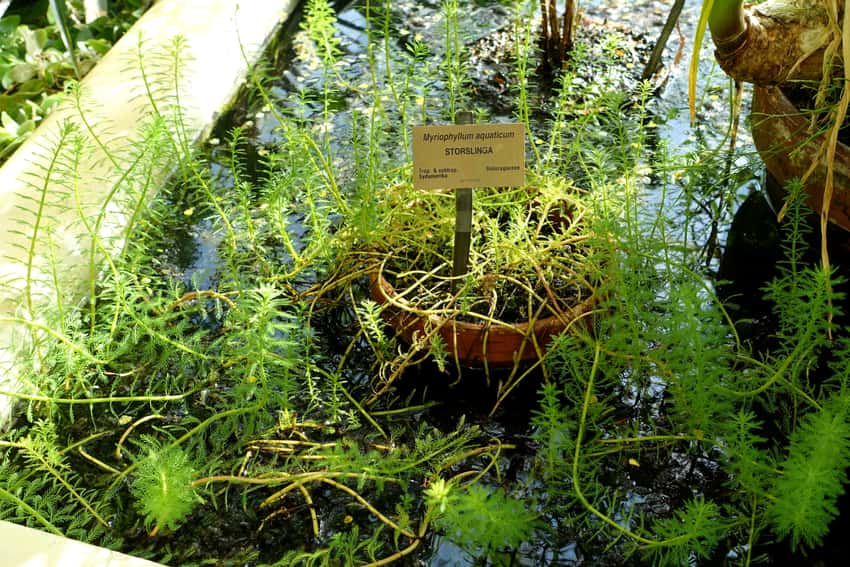 Parrot feather with fine whorled green leaves, trailing stems and upright tips at a botanical garden.
