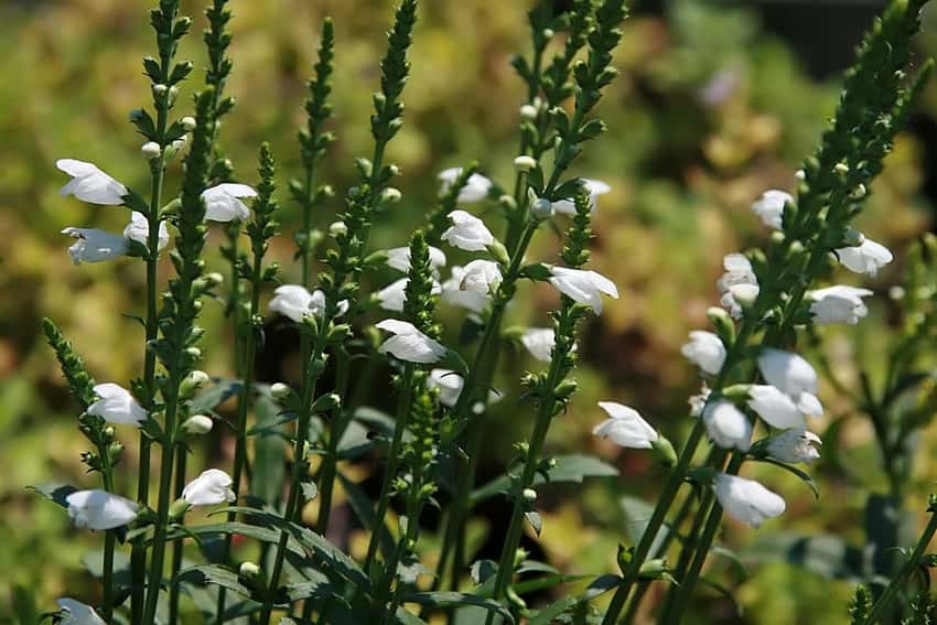 Upright white Miss Manners obedient-plant flower spikes above narrow green leaves.