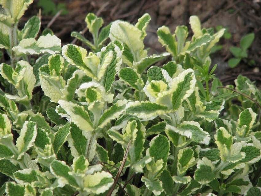 Pineapple mint foliage with creamy white leaf edges.
